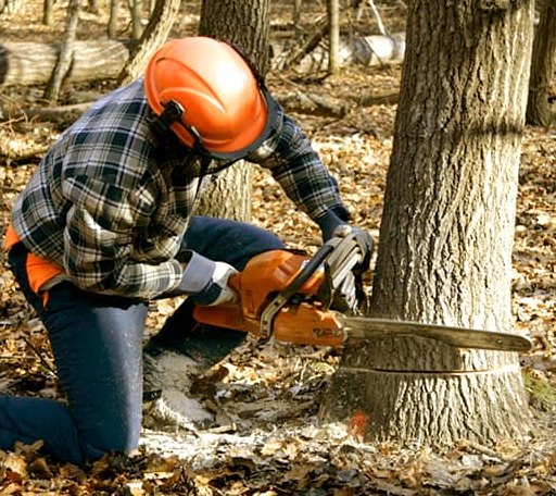 Tree Removal in Gipsy, PA